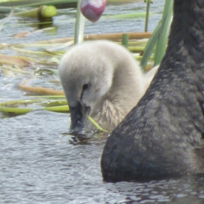 Cygnus atratus (Black Swan) at Bermagui, NSW - 1 Nov 2020 by JackieLambert