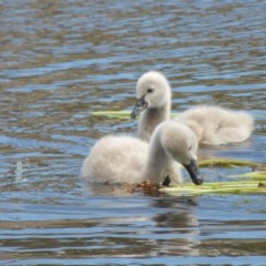 Cygnus atratus at Bermagui, NSW - 1 Nov 2020 10:47 AM