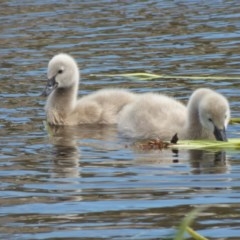 Cygnus atratus at Bermagui, NSW - 1 Nov 2020 10:47 AM