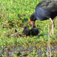 Porphyrio melanotus (Australasian Swamphen) at Bermagui, NSW - 20 Oct 2020 by JackieLambert