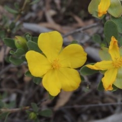 Hibbertia obtusifolia (Grey Guinea-flower) at Kaleen, ACT - 5 Oct 2020 by MichaelBedingfield
