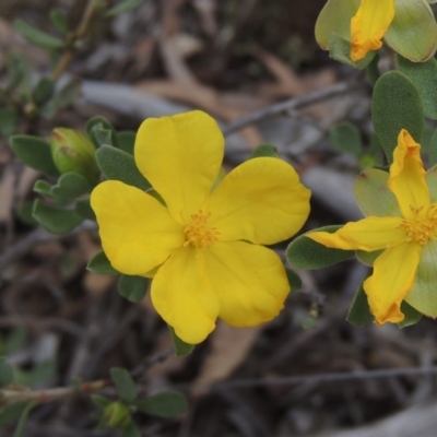 Hibbertia obtusifolia (Grey Guinea-flower) at Kaleen, ACT - 5 Oct 2020 by MichaelBedingfield