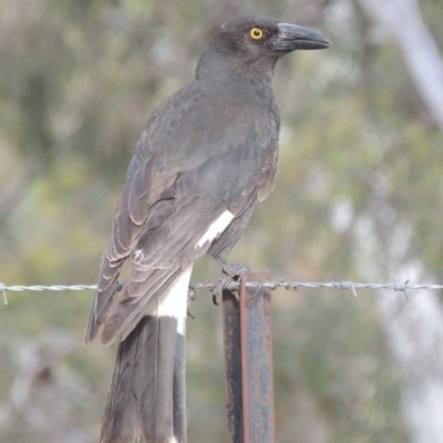 Strepera graculina (Pied Currawong) at Crace, ACT - 5 Oct 2020 by michaelb