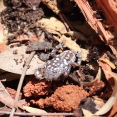 Pseudophryne dendyi at Wolumla, NSW - 7 Nov 2020 by DaveF