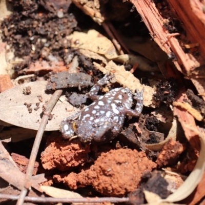 Uperoleia laevigata at Wolumla, NSW - 7 Nov 2020 by DaveF