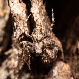 Backobourkia sp. (genus) at Kowen, ACT - 3 Nov 2020