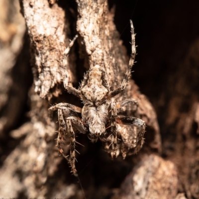 Backobourkia (genus) (An orb weaver) at Kowen, ACT - 3 Nov 2020 by Roger