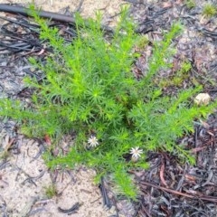 Olearia tenuifolia (Narrow-leaved Daisybush) at Gundaroo, NSW - 5 Nov 2020 by MaartjeSevenster