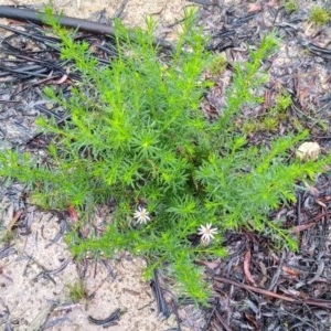 Olearia tenuifolia at Gundaroo, NSW - 5 Nov 2020