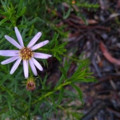 Olearia tenuifolia at Gundaroo, NSW - 5 Nov 2020