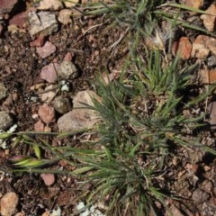 Rytidosperma sp. (Wallaby Grass) at MTR591 at Gundaroo - 2 Nov 2020 by MaartjeSevenster