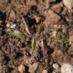 Rytidosperma sp. at Gundaroo, NSW - 2 Nov 2020