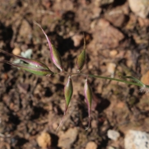 Rytidosperma sp. at Gundaroo, NSW - 2 Nov 2020