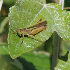 Schizobothrus flavovittatus (Disappearing Grasshopper) at Wodonga - 6 Nov 2020 by Kyliegw