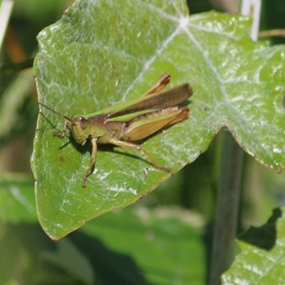 Schizobothrus flavovittatus (Disappearing Grasshopper) at Killara, VIC - 7 Nov 2020 by KylieWaldon