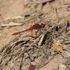 Diplacodes bipunctata (Wandering Percher) at Wodonga - 6 Nov 2020 by Kyliegw