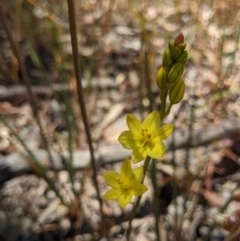 Bulbine bulbosa (Golden Lily) at Albury - 7 Nov 2020 by ChrisAllen