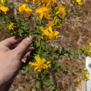 Hypericum perforatum at Table Top, NSW - 7 Nov 2020