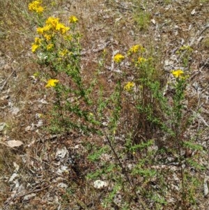 Hypericum perforatum at Table Top, NSW - 7 Nov 2020 12:22 PM