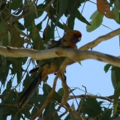 Platycercus elegans flaveolus (Yellow Rosella) at Bandiana, VIC - 7 Nov 2020 by KylieWaldon