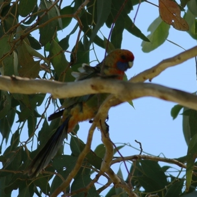 Platycercus elegans flaveolus (Yellow Rosella) at Wodonga Regional Park - 6 Nov 2020 by Kyliegw