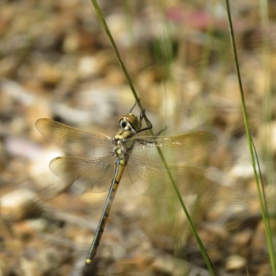 Hemicordulia tau (Tau Emerald) at Fyshwick, ACT - 6 Nov 2020 by SandraH