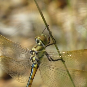 Hemicordulia tau at Fyshwick, ACT - 7 Nov 2020