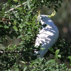 Cacatua galerita (Sulphur-crested Cockatoo) at Wodonga - 6 Nov 2020 by Kyliegw