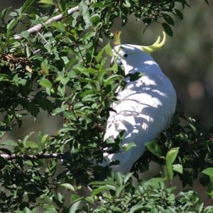 Cacatua galerita at Bandiana, VIC - 7 Nov 2020 08:30 AM