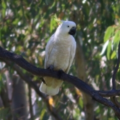 Cacatua galerita at Bandiana, VIC - 7 Nov 2020 08:30 AM