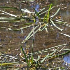 Cycnogeton sp. (Water Ribbons) at Wodonga Regional Park - 7 Nov 2020 by KylieWaldon