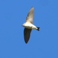 Petrochelidon nigricans (Tree Martin) at Wodonga - 6 Nov 2020 by Kyliegw