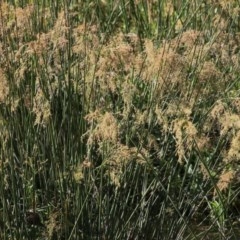 Juncus ingens (Giant Rush) at Wodonga Regional Park - 6 Nov 2020 by Kyliegw