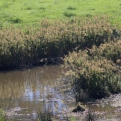 Juncus ingens at Wodonga - 7 Nov 2020