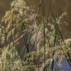 Juncus ingens at Wodonga - 7 Nov 2020