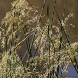 Juncus ingens at Wodonga - 7 Nov 2020