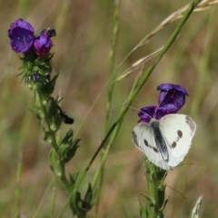 Pieris rapae (Cabbage White) at Wodonga Regional Park - 7 Nov 2020 by KylieWaldon