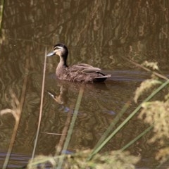 Anas superciliosa (Pacific Black Duck) at Wodonga Regional Park - 6 Nov 2020 by Kyliegw