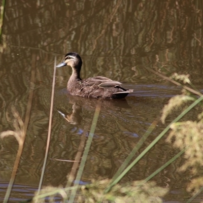 Anas superciliosa (Pacific Black Duck) at Bandiana, VIC - 6 Nov 2020 by Kyliegw