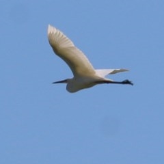 Ardea alba (Great Egret) at Wodonga Regional Park - 6 Nov 2020 by Kyliegw