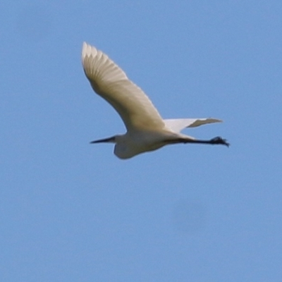 Ardea alba (Great Egret) at Wodonga - 6 Nov 2020 by Kyliegw