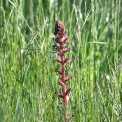 Orobanche minor (Broomrape) at Bandiana, VIC - 6 Nov 2020 by Kyliegw