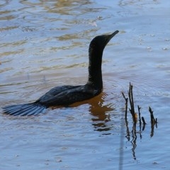 Phalacrocorax sulcirostris (Little Black Cormorant) at Wodonga - 7 Nov 2020 by KylieWaldon