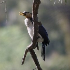 Microcarbo melanoleucos (Little Pied Cormorant) at Wodonga - 6 Nov 2020 by Kyliegw