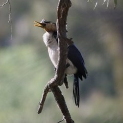 Microcarbo melanoleucos (Little Pied Cormorant) at Wodonga - 7 Nov 2020 by KylieWaldon