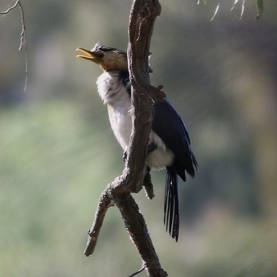Microcarbo melanoleucos (Little Pied Cormorant) at Wodonga Regional Park - 6 Nov 2020 by Kyliegw