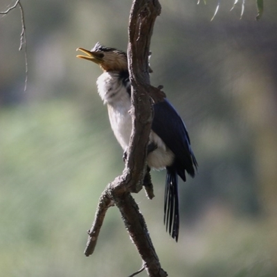 Microcarbo melanoleucos (Little Pied Cormorant) at Wodonga - 6 Nov 2020 by Kyliegw