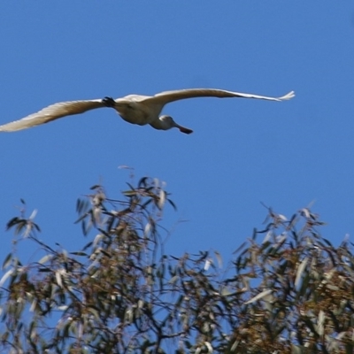 Platalea flavipes (Yellow-billed Spoonbill) at Wodonga - 6 Nov 2020 by Kyliegw