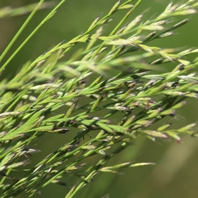 Lolium sp. (Ryegrass) at Wodonga - 6 Nov 2020 by Kyliegw