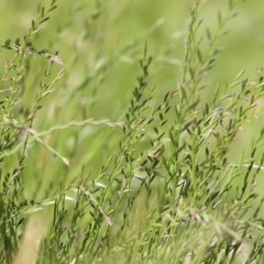 Lolium sp. at Killara, VIC - 7 Nov 2020